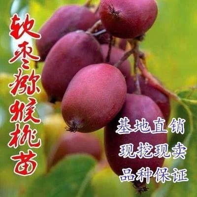 平邑县 软枣猕猴桃苗，包结果包成活，免费提供种植技术