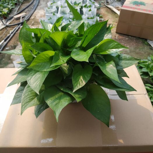 佛山 绿萝180
