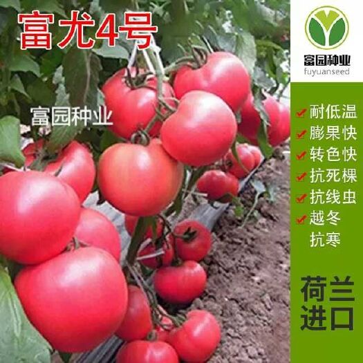 寿光市硬粉番茄苗  抗寒西红柿苗越冬早春抗死棵大果抗线虫