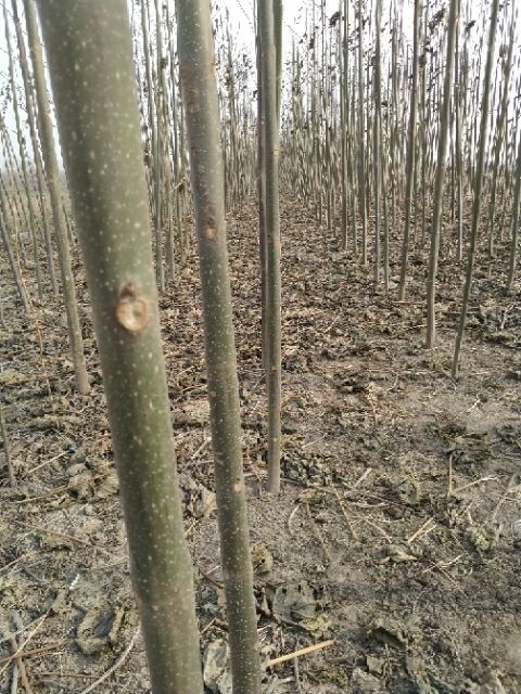 西华县青桐 桐树苗 泡桐苗