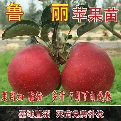 鲁丽苹果树苗  根系旺盛保证成活率 包成活包结果