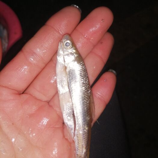 清远蓝刀鱼 蓝刀，白肖鱼生鲜冻板批发