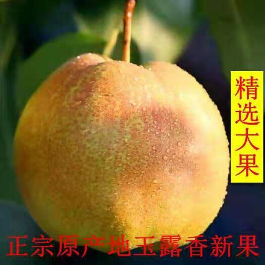 隰县玉露香梨 山西省隰县玉露香