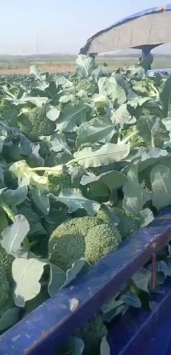 慈溪市耐寒优秀西兰花 喜鹊大量上市了哦，有要的联系我