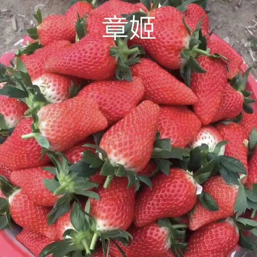 泰安 供应优质草莓苗，有章姬，红颜，甜查理，法兰地。