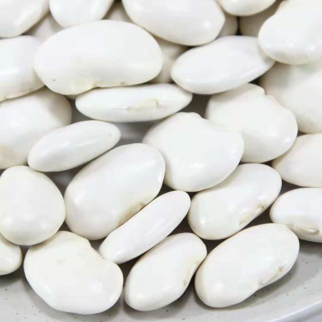 白芸豆，大量供应