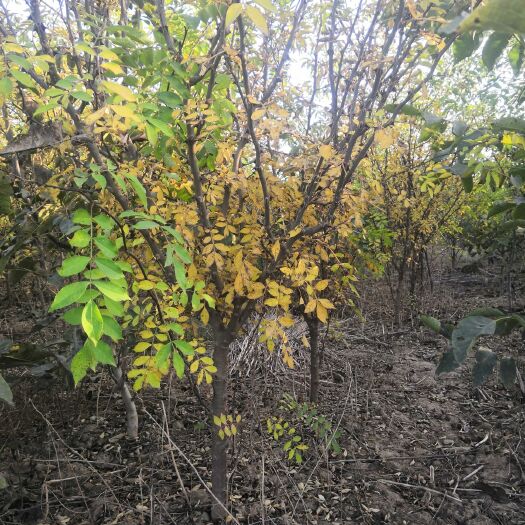 邯郸红花椒苗 花椒树