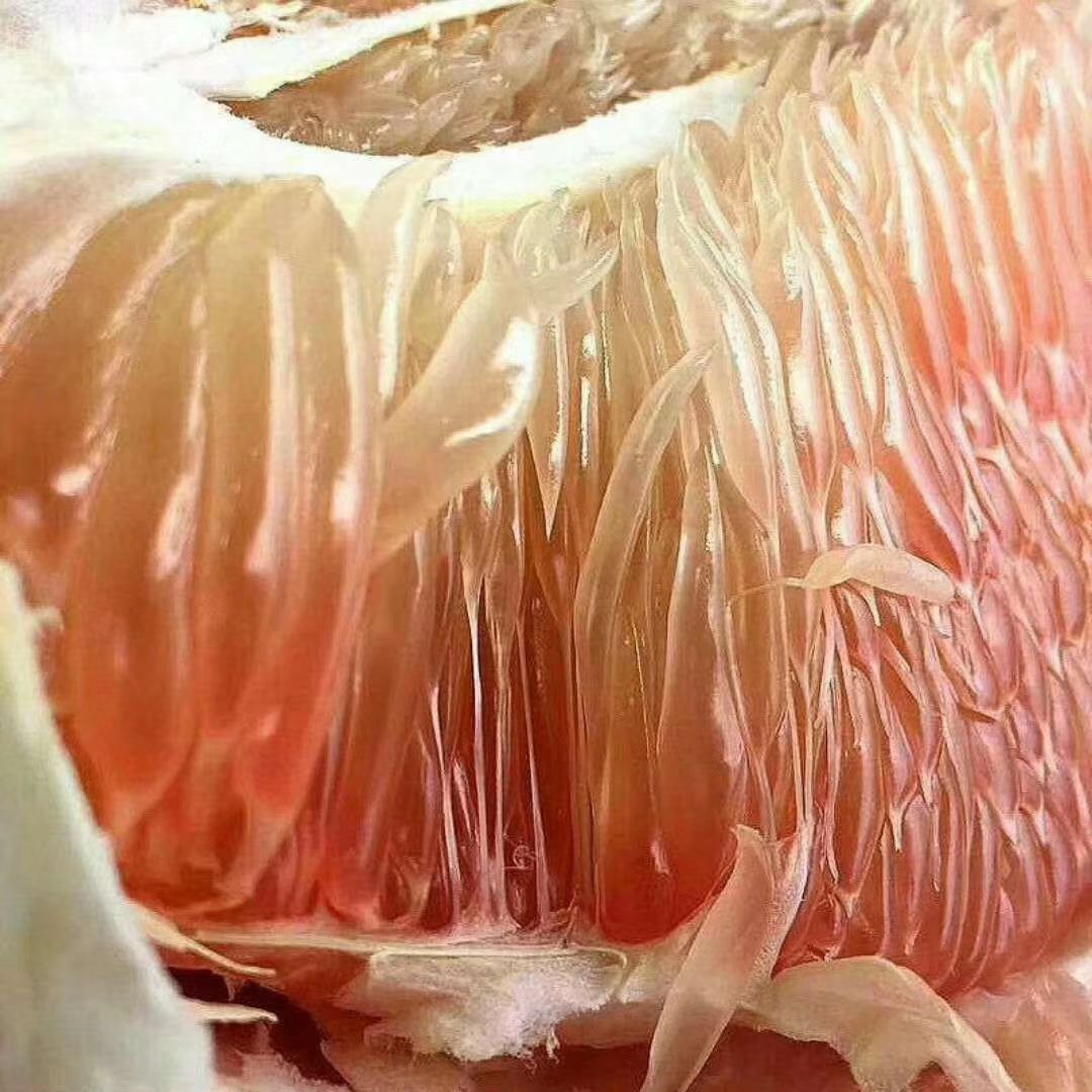 泰国青柚苗 泰国翡翠红心青柚苗