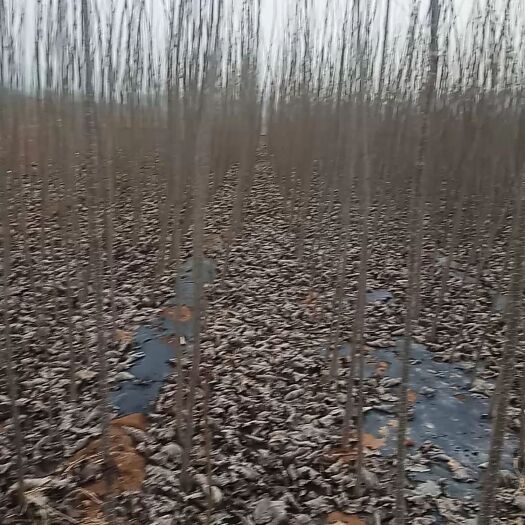 平邑县107速生杨 出售各种规格的107杨树苗