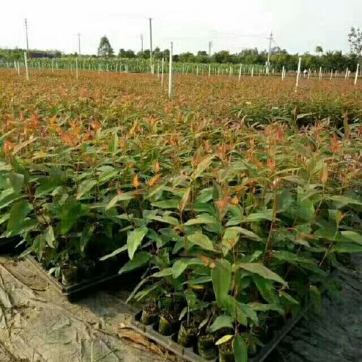 南宁 DH3229速生桉树苗&适应性强，成材快。木圆非常粗大。