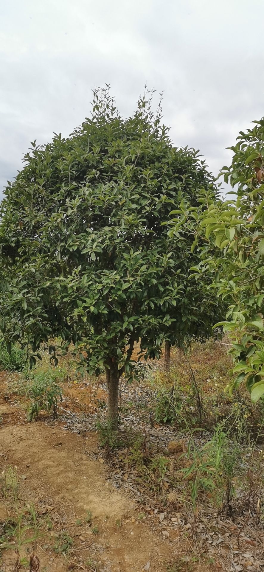 八月桂 大量桂花，规格齐全8公分160