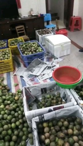 信宜市 大量紫香，台农百香果，黄金果，三华李苗，出售十技术