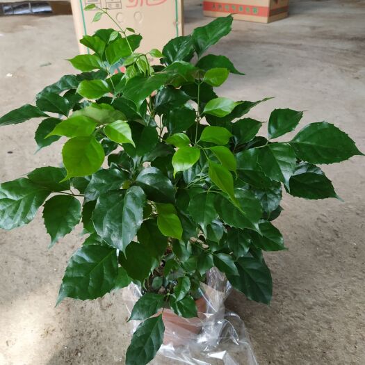 佛山绿萝 绿宝160