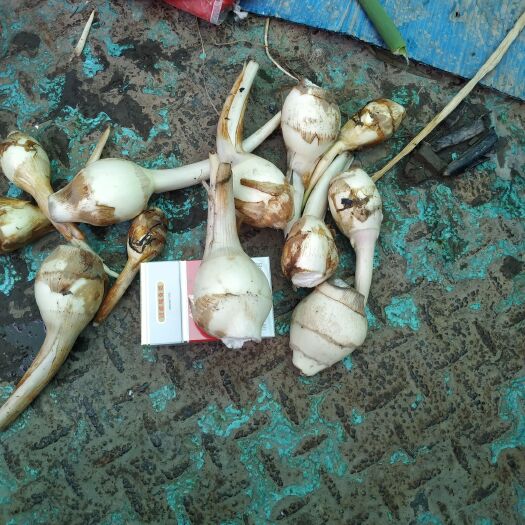 靖江市白肉慈菇 白肉茨菇