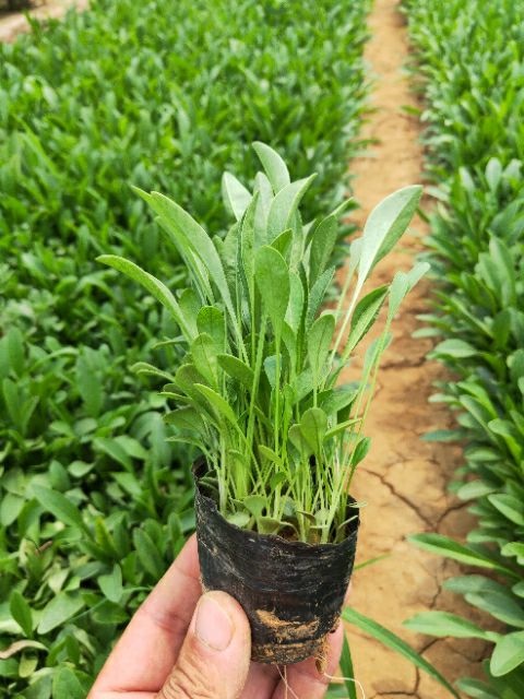 青州市金鸡菊，优质多芽金鸡菊，双色盆金鸡菊，金鸡菊大杯，金鸡菊小杯