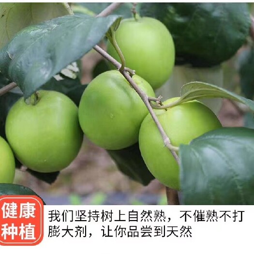 平和县大青枣天蜜脆枣一件代发，欢迎电商对接