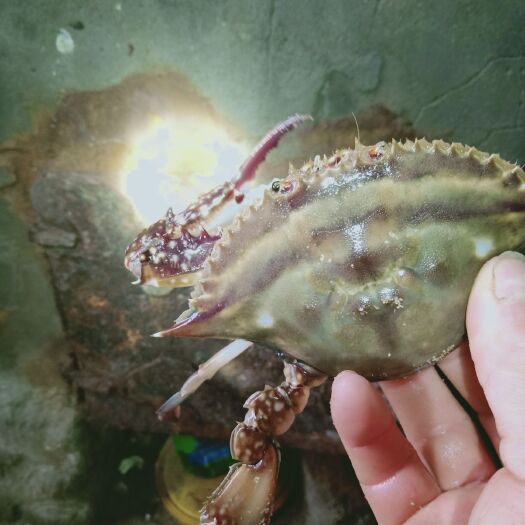 荣成市远海梭子蟹 母蟹