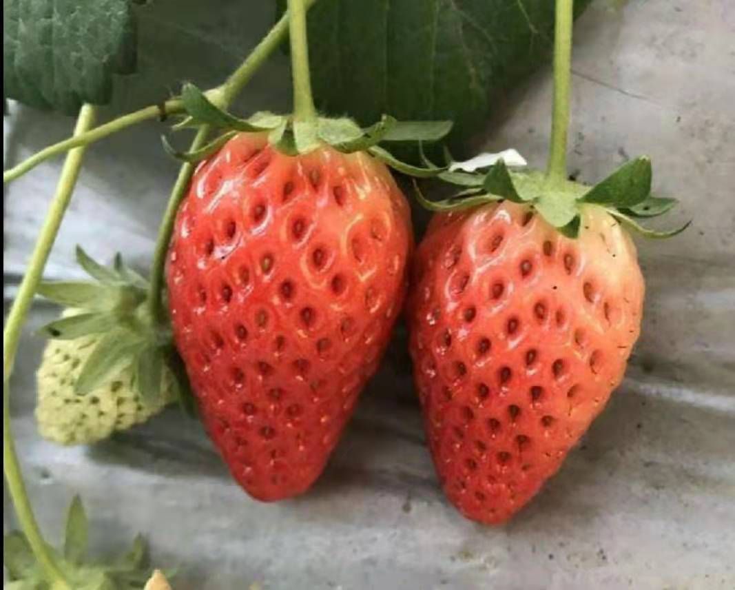  随珠草莓苗 保证成活率 保湿发货