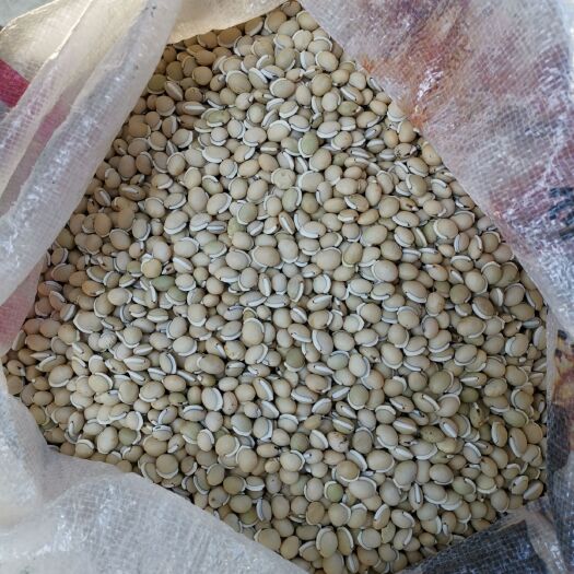 石屏县干扁豆 大粒白扁豆