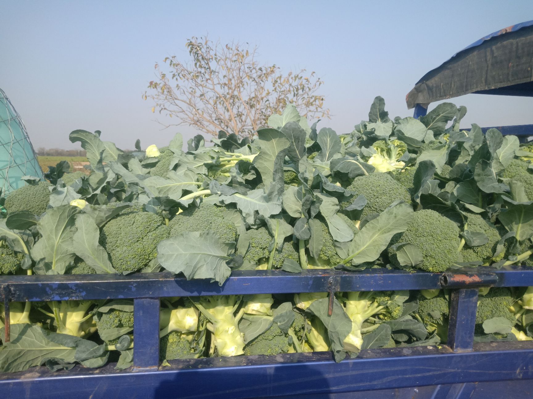 耐寒优秀西兰花 喜鹊大量上市了哦,有要的联系我