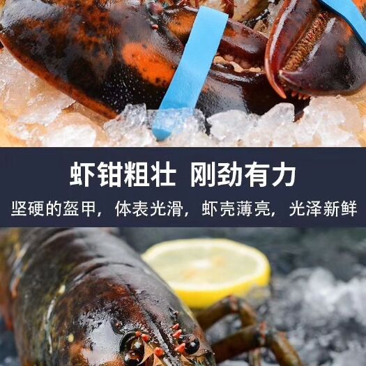 满洲里市 波士顿龙虾