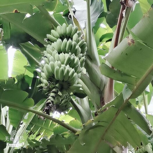 册亨县西贡蕉 大量出售，欢迎老铁们前来抢购