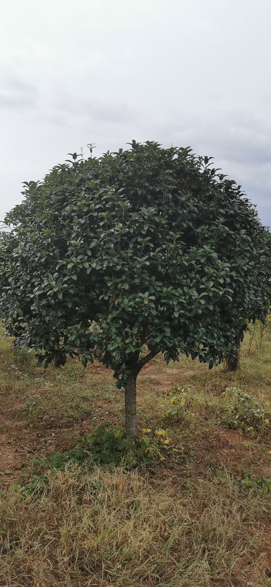 八月桂 大量桂花，规格齐全8公分160