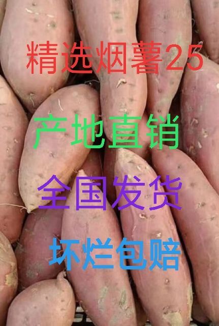 莒县烟薯25产地直销