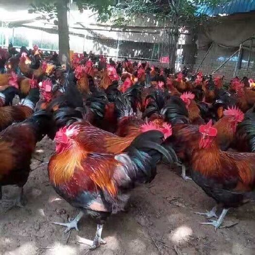 昆明瑶鸡苗 公