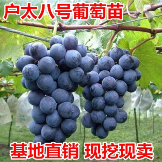 平邑县 户太八号葡萄苗 现挖现发货 提供技术指导 保证正品纯度