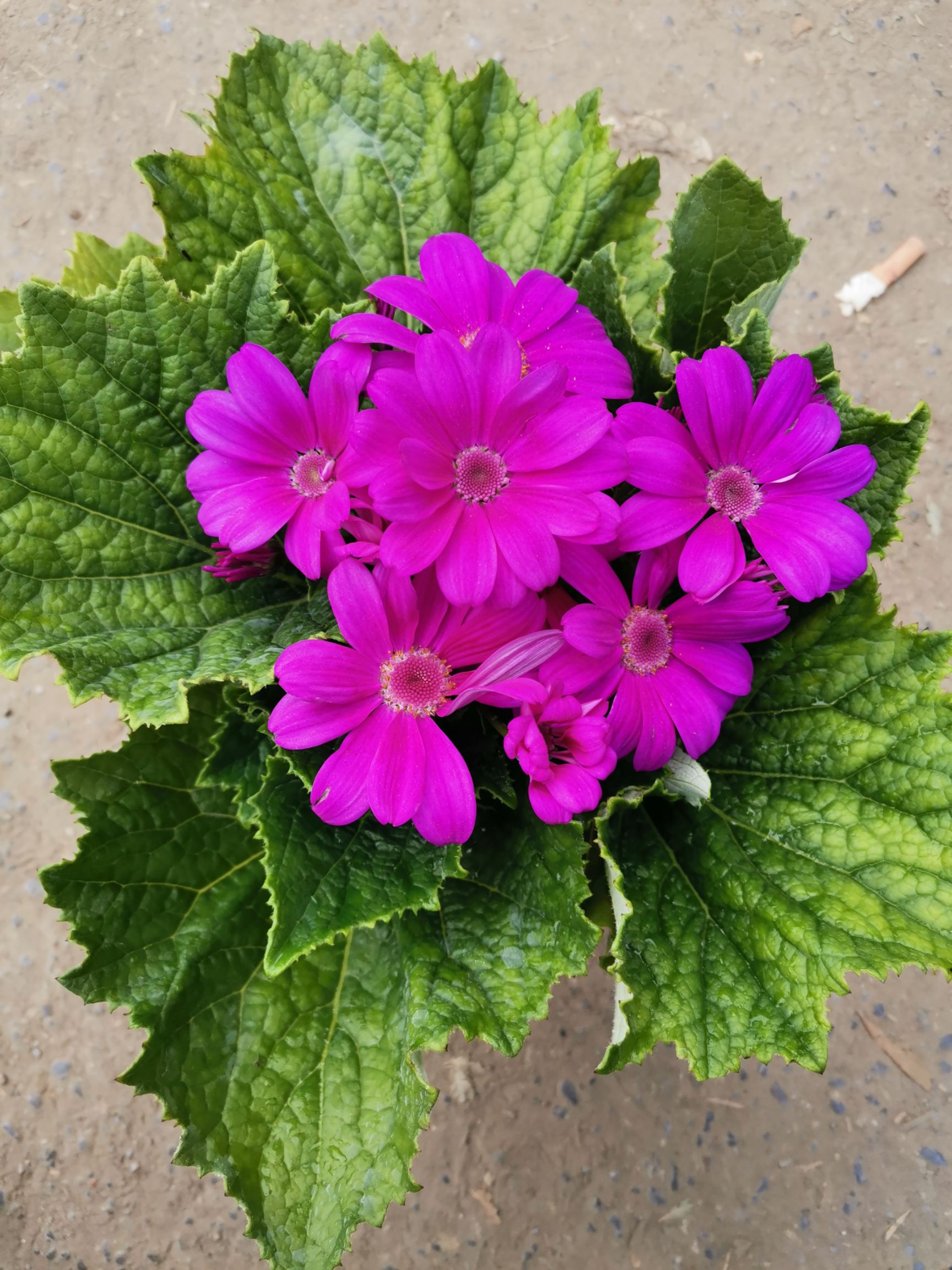 瓜叶菊盆栽 瓜叶菊 花卉盆景 绿化苗木