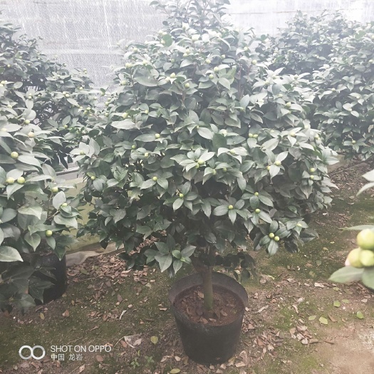 漳平市 香妃烈香茶花，高度1.5米左右，冠幅80左右，带花苞