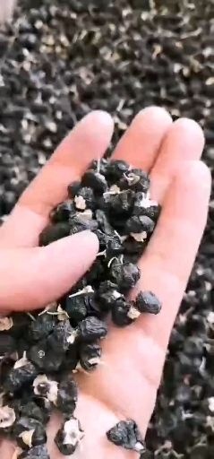 靖远县黑枸杞 优质精选