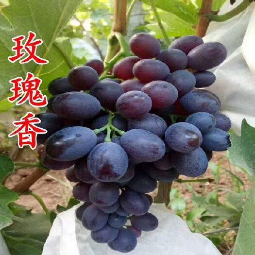 平邑县 玫瑰香葡萄苗 品种纯正  现挖现发货  假一赔十
