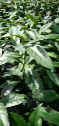 通道县 通道黑老虎苗育苗基地，大量供应一二年苗