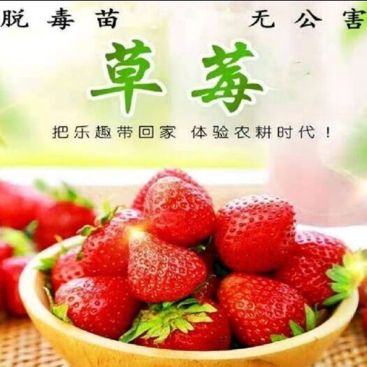 平邑县 隋珠草莓苗 保证成活率 保湿发货