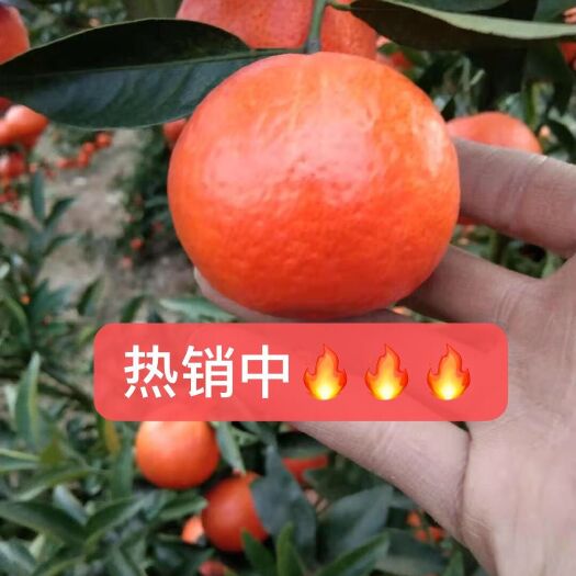 全州县 东方红桔