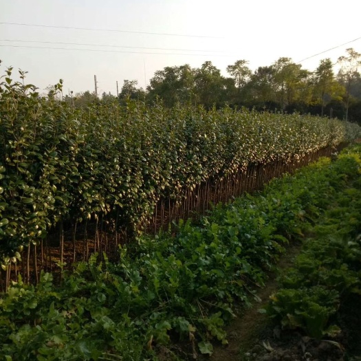 灵川县茶花苗 急处理地径1到3公分茶花，田苗，需要的老板请联系