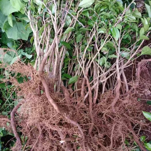 新平县 大树茶苗