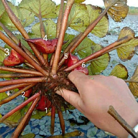 泗阳县 两角红菱角种苗红菱角