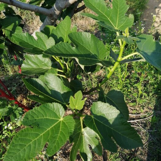 荣成市 威海新品种高产青皮无花果树苗，长年供应