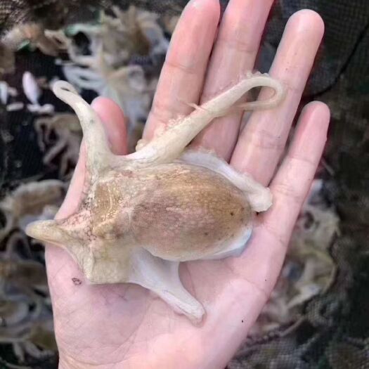 东山县 海峡浅滩小章鱼盐磨章鱼花
