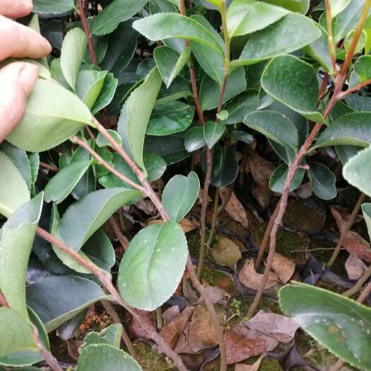 广州油茶苗  油茶树苗