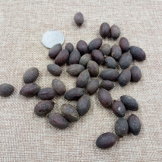 亳州葵树籽 蒲葵子  葵树子  正品专营中药批发