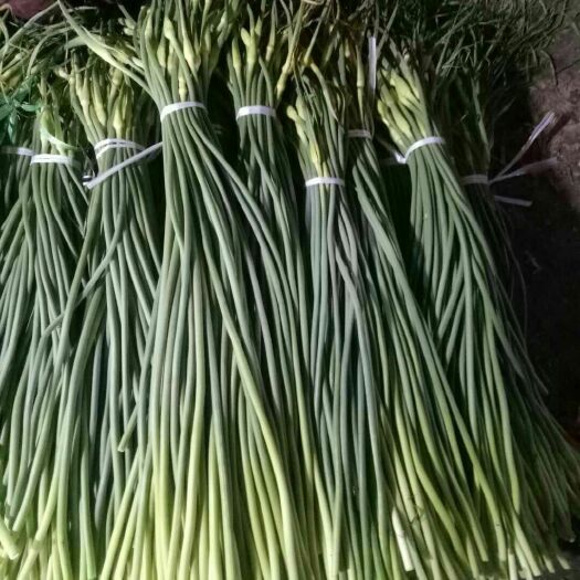 莒县白帽蒜薹 优质精品蒜薹*产地批发