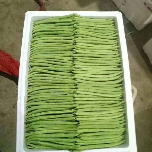 露天种植，紫花四季豆  精品四季豆，小金豆。