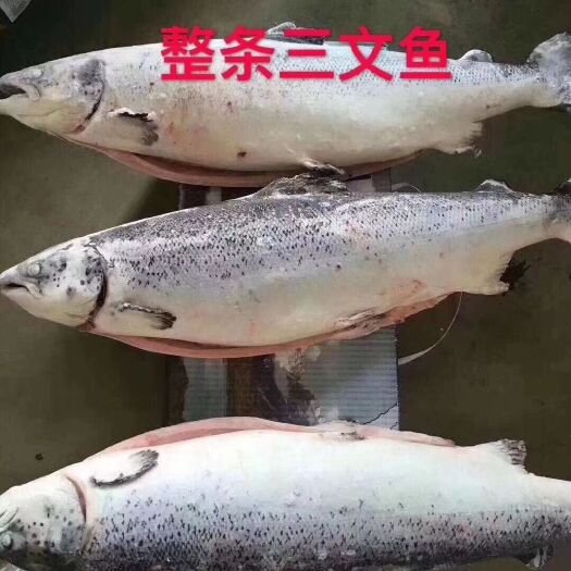  三文鱼