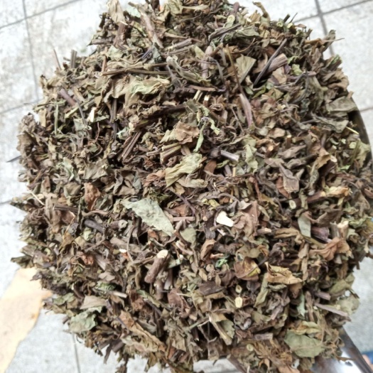 玉林 猫须草，猫须公，化石草，肾茶