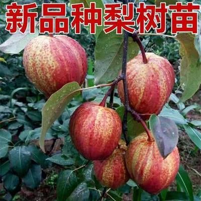 平邑县红香酥梨苗 早酥红梨苗  嫁接苗  包成活包结果  可视频看