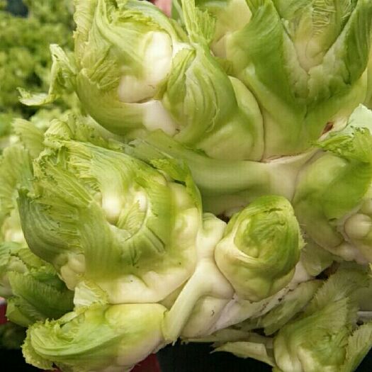 重庆市 小头儿菜